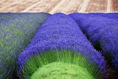 Lavender in Field clipart