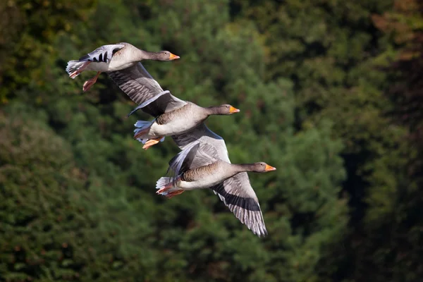 Três gansos voadores — Fotografia de Stock
