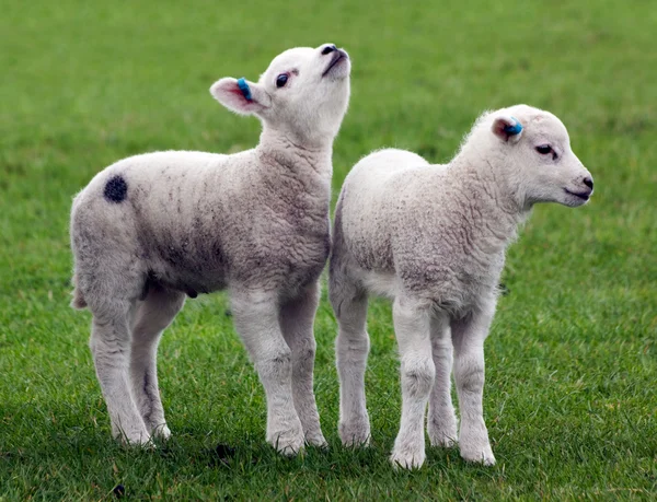Two Lambs — Stock Photo, Image
