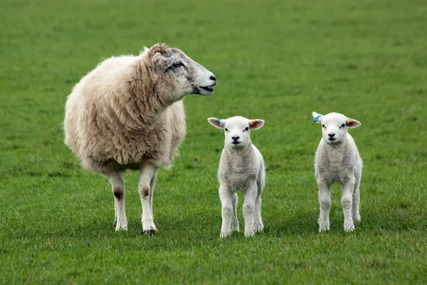 Овцы и два ягненка в поле — стоковое фото