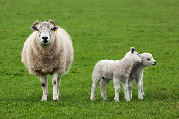 Owce i dwa baranki w dziedzinie — Zdjęcie stockowe