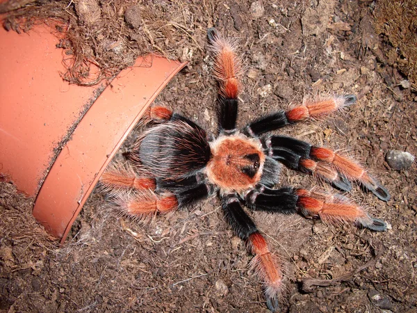 Красная тарантула — стоковое фото