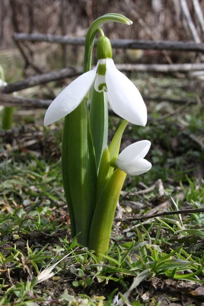 kardelen galanthus