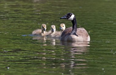 Canadian Geese clipart