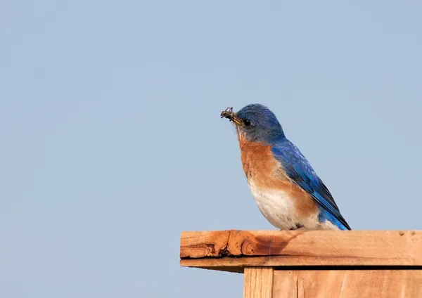 Восточная Синяя птица с насекомыми — стоковое фото