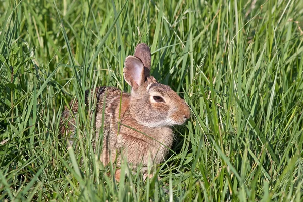 stock image Wild North American Rabbit