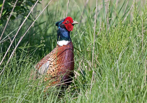 Stock image Ring-necked Pheasant