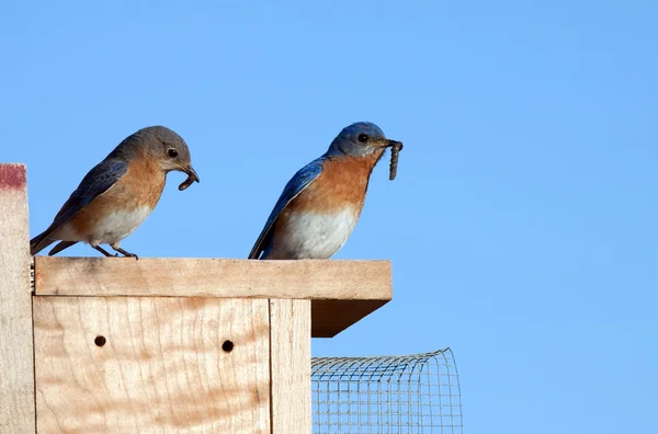stock image Eastern Bluebirds with Food