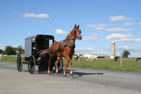 Amish Cavalo e Transporte — Fotografia de Stock