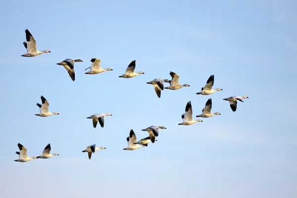 Snow Geese in Flight — Stock Photo, Image