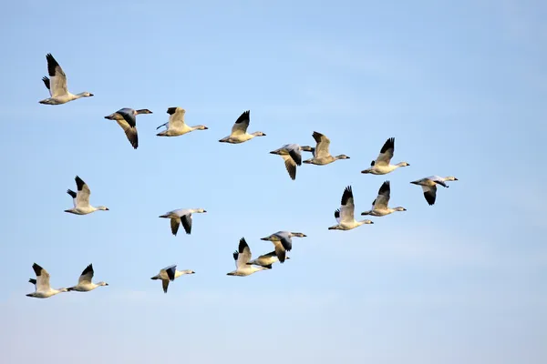 Kar Kazları uçuyor Stok Fotoğraf