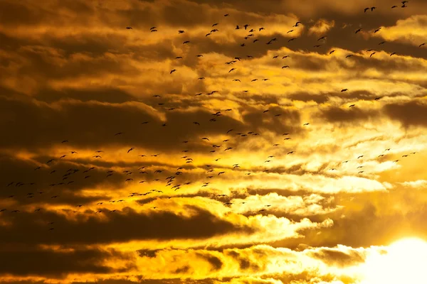 Liba repül a naplemente — Stock Fotó