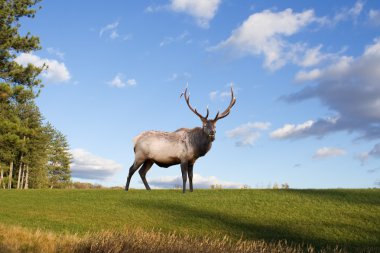 Bull Elk clipart