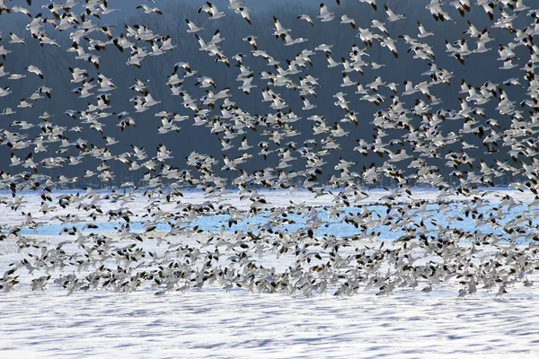 Снежные гуси летят — стоковое фото