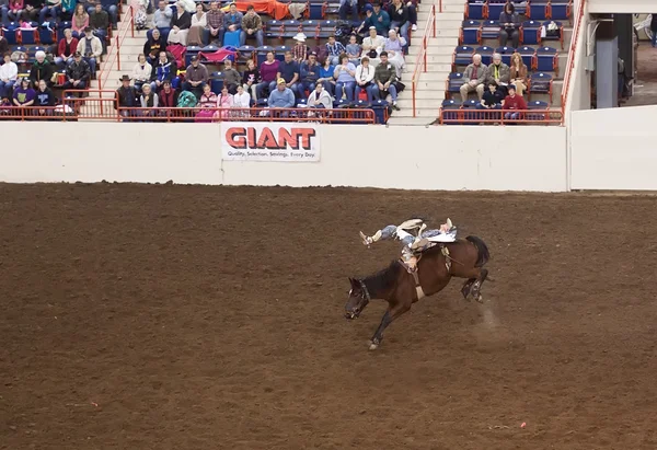 stock image Riding a Bucking Horse