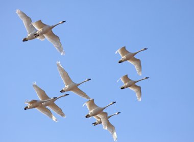 Tundra Swans in Flight clipart
