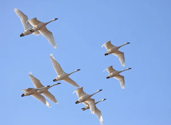 Cisnes de tundra em voo — Fotografia de Stock
