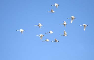 Tundra Swans in Flight clipart