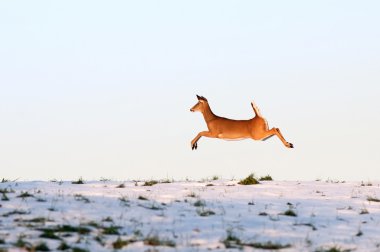 kaçak Whitetail Geyik