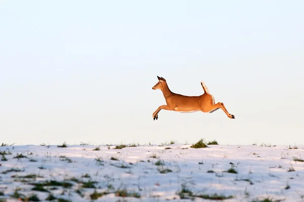 Whitetail Deer in fuga — Foto Stock