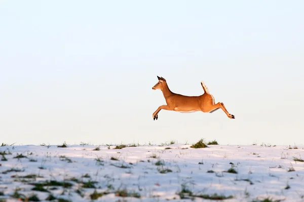 Kaçak Whitetail Geyik — Stok fotoğraf