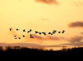 Kanadische Gänse fliegen in den Sonnenuntergang