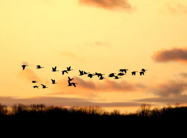 Gansos canadenses voando para o pôr do sol — Fotografia de Stock