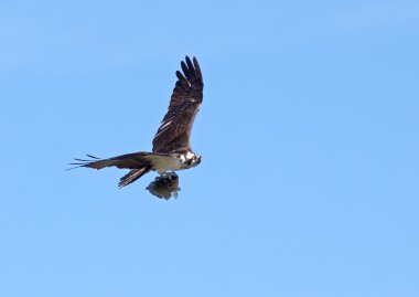 Osprey balık ile