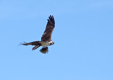 Osprey with a Fish clipart