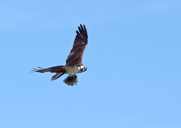 stock image Osprey with a Fish