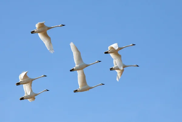Cisnes de Tundra en vuelo —  Fotos de Stock