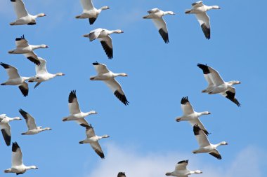 Migrating Snow Geese clipart