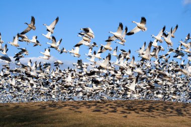 Snow Geese take Flight clipart