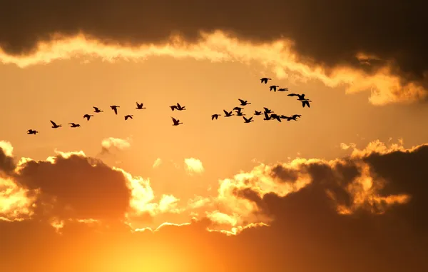 Les bernaches canadiennes volent au coucher du soleil — Photo