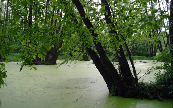 Jezero v lesní zeleni a stromy — Stock fotografie