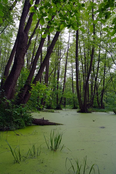 Lac dans un bois vert et des arbres — Photo