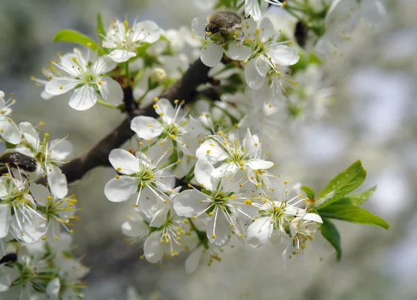 Close up of the cherry blossoms — Stock Photo, Image