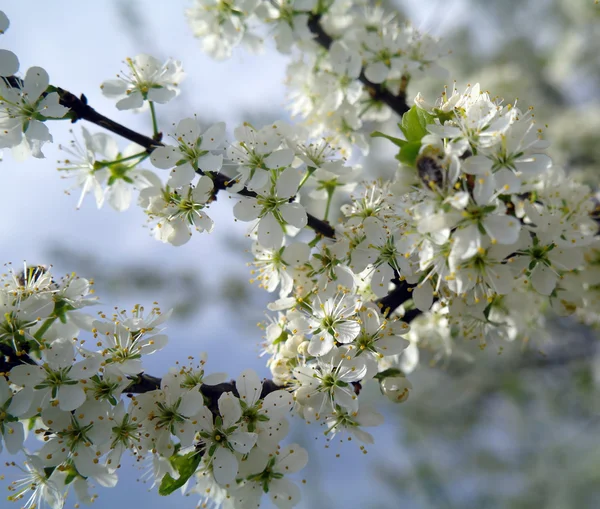 Close up das flores de cereja — Fotografia de Stock