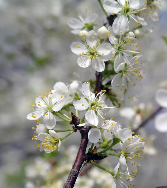 Primer plano de las flores de cerezo — Foto de Stock
