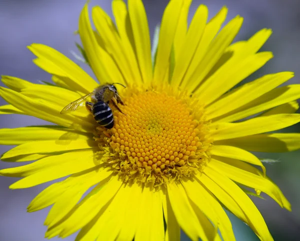 stock image Yellow marguerite flower and bee.