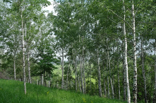 Bosque de abedul verde primavera — Foto de Stock