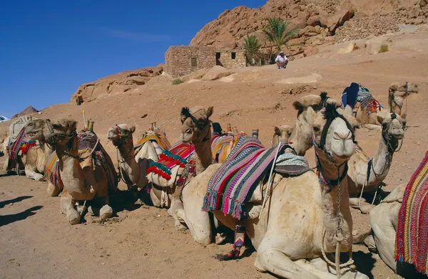 Camelos em repouso — Fotografia de Stock
