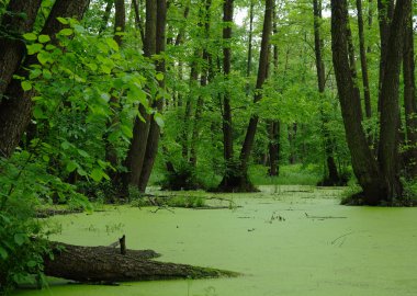 Lake in a wood clipart