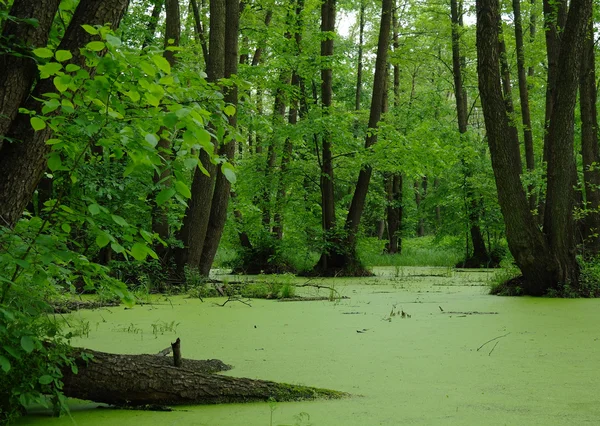 stock image Lake in a wood