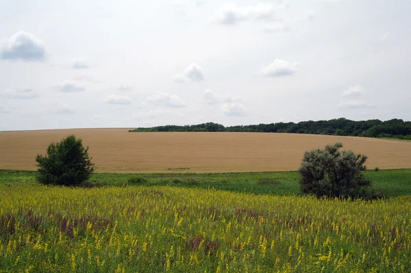 Landskape com um campo — Fotografia de Stock