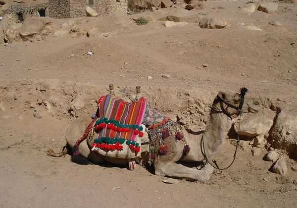Καμήλα στον υπόλοιπο — Φωτογραφία Αρχείου