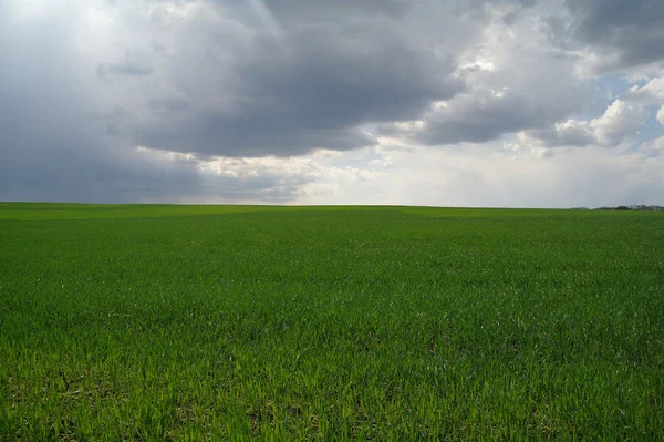 Grünes Frühlingsfeld — Stockfoto