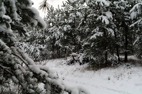 stock image December fir tree in snow