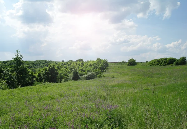 stock image Nature background. Clear spring summer landscape with green grass and blue sky.