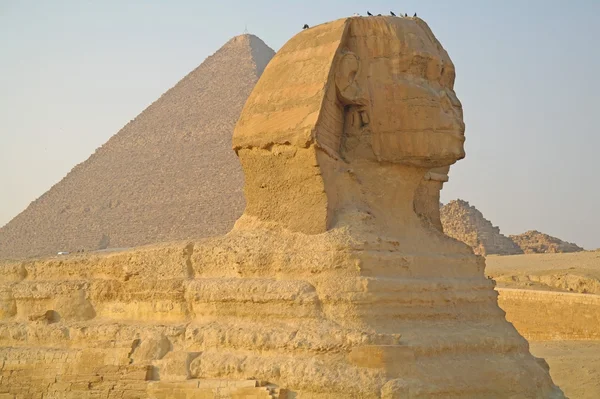 Величественный сфинкс в Каире, Египет . — стоковое фото
